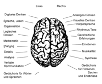Denkbereiche des Gehirns