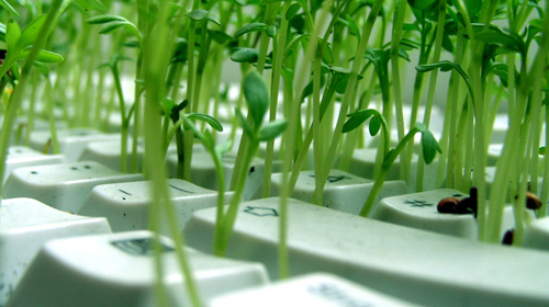 Grüne Sätzlinge wachsen aus einer Computertastatur